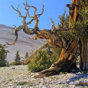 Gnarled trunk of bristlecone pine