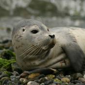 Baby harbor seal