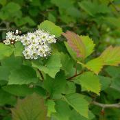 Hawthorn blossoms and foliage