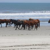 Herd of wild Colonial Spanish mustangs on the Outer Banks of North Carolina