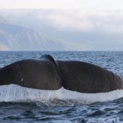 Humpback whale tail