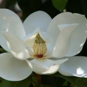Magnolia flower blossom