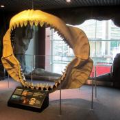 Megalodon shark jaws