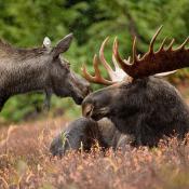Moose male and female