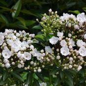 Mountain Laurel flowers (Kalmia latifolia)
