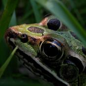 Northern leopard frog portrait