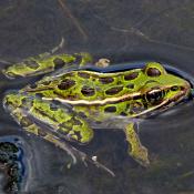 Northern leopard frog in swampy water