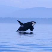 Orca whale in Washington state