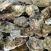 Fresh, unopened oyster shells
