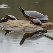 Painted turtles