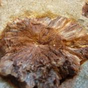 Petrified wood stump from Mississippi Petrified Forest