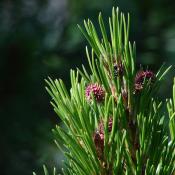 Ponderosa pine with young cones