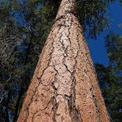 Massive ponderosa pine tree