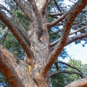 Ponderosa pine tree limbs