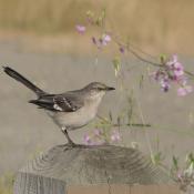 Northern Mockingbird posing on a post