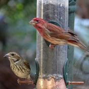 Purple finches: male and female