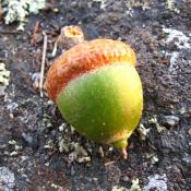 Acorn from a northern red oak tree