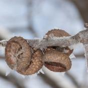 Acorn caps on northern red oak tree branch in winter