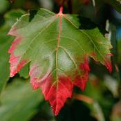 Red maple leaf (acer rubrum) turning from summer green to fall red