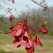 Red maple tree seeds