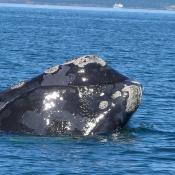 Right whale