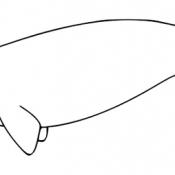 Right whale / human size
