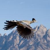 Roadrunner in flight