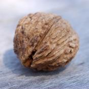 Black walnut (juglans nigra), also called American Walnut