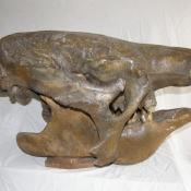 Skull cast of prehistoric ground sloth