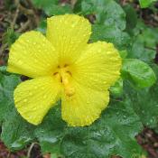 Hawaii state flower: yellow hibiscus