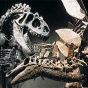 Stegosaurus and T-Rex fossils