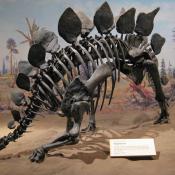 Stegosaurus fossil skeleton