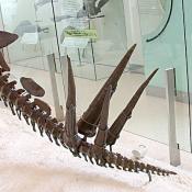 Stegosaurus tail fossil