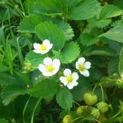Strawberry plant with flowers and green berries
