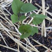 Sweet potato plant