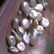 Tennessee river pearls