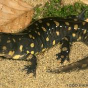 Ambystoma tigrinum: eastern tiger salamander