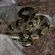 West Virginia State Reptile | Timber Rattlesnake