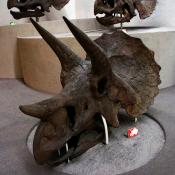 Triceratops fossil skull