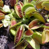 Venus Flytrap - carnivorous plant