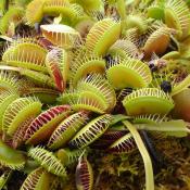 Venus flytrap plants