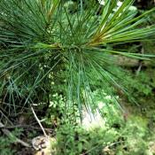 Western white pine tree needles (Pinus monticola)