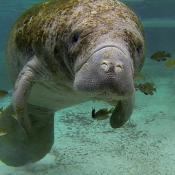 West Indian Manatee