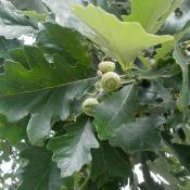 White oak tree leaves and acorns (Quercus alba)