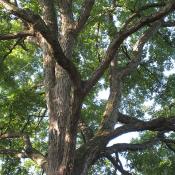 White oak tree limbs (Quercus alba)