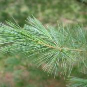 Eastern white pine needles (Pinus strobus)