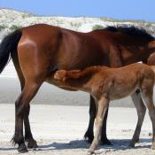 Mother and foal Spanish mustangs