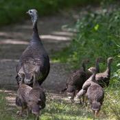 Wild turkey hen with poults