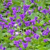 Violets