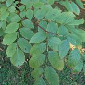Yellowwood leaves (Cladrastis kentukea)